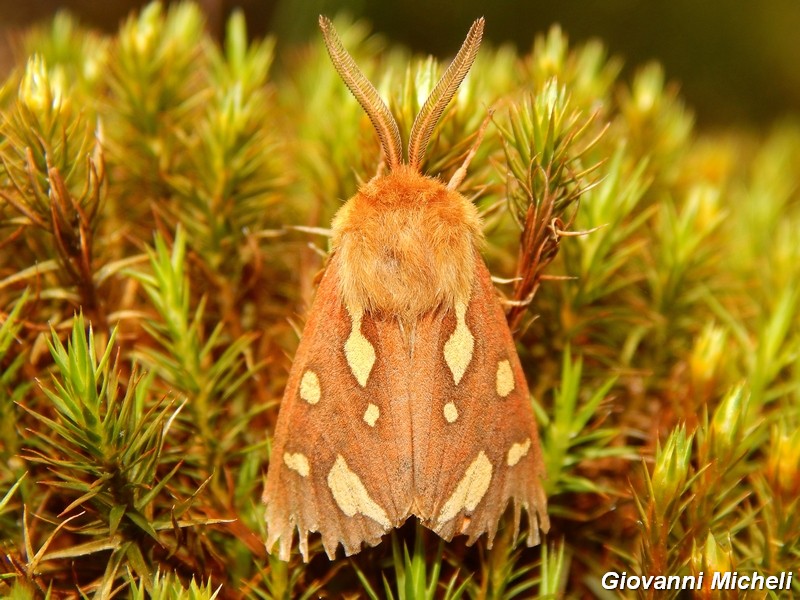 Bella falena da determinare